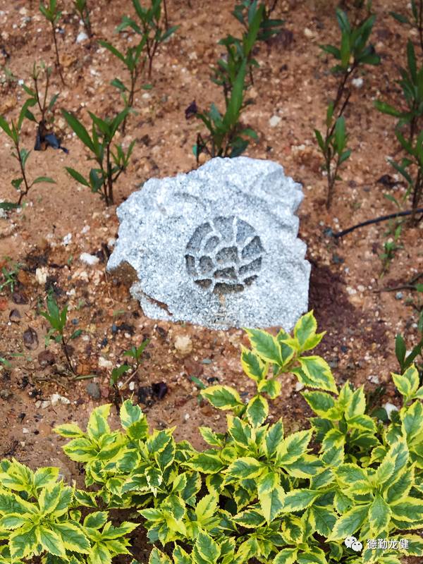 1500556027237094.jpg 6.jpg