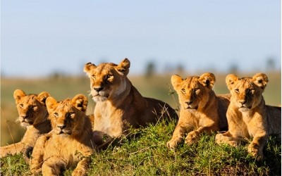 大青山野生動物園廣播系統(tǒng)